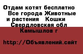 Отдам котят бесплатно  - Все города Животные и растения » Кошки   . Свердловская обл.,Камышлов г.